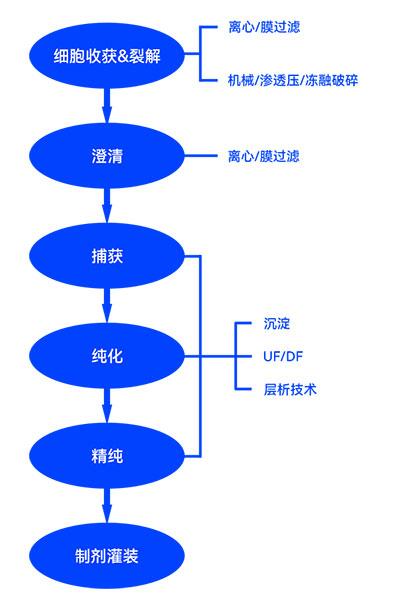 疫苗制备下游流程图 疫苗制备下游流程图